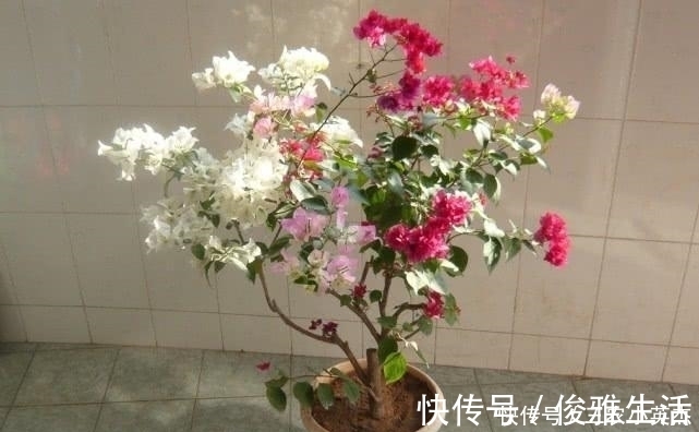 三角梅开花太容易, 别瞎整就不会黄叶