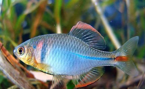 观赏鱼|农村池塘一种鱼，被叫做“屎光皮”，过去没人要，现在成了香饽饽