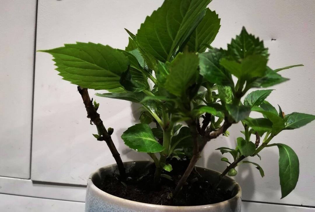 现在养3种花,千万别乱剪,越剪越糟糕