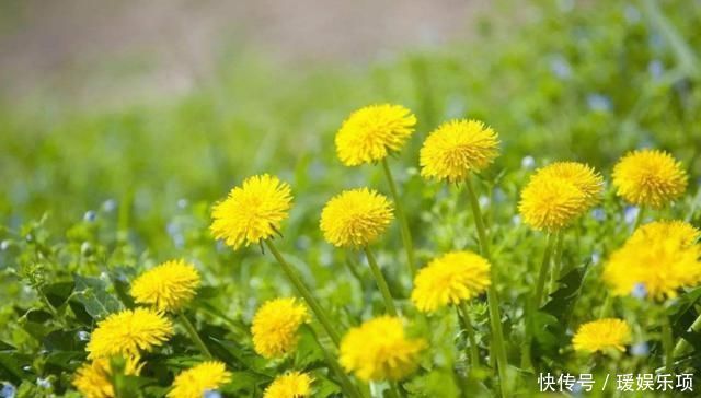 春天蒲公英泡水喝,用叶还是用根很多人或泡错了,今天1次说清