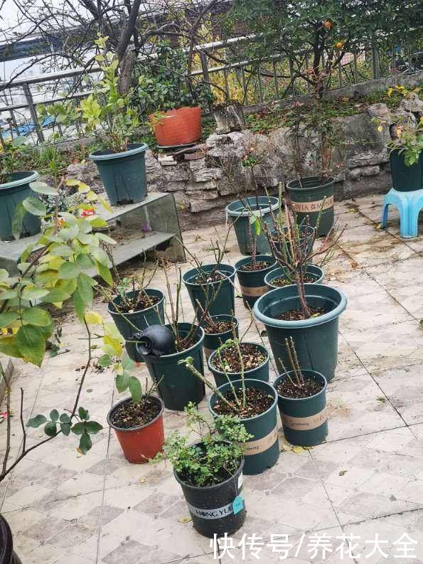 春天了,3种花要苏醒,准备修剪施肥浇水了