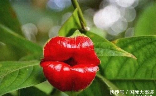 世界上“身价”最贵的5种花,市值1500万的“鬼兰”,看你见过几种?