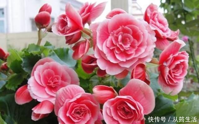 丽格海棠丽格海棠|3种花超好养，四季开花不间断，有光有水开满盆，适合懒人新手养