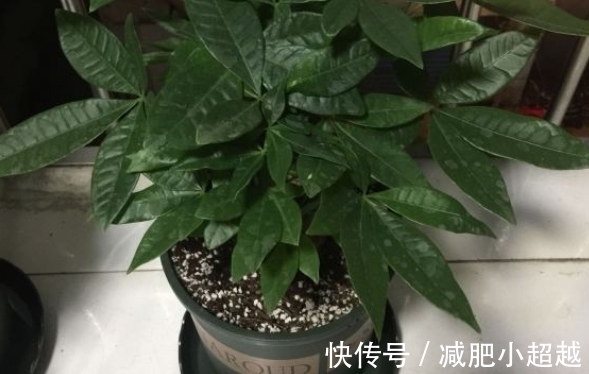 寓意好的发财树,这么养护,叶片不发黄!