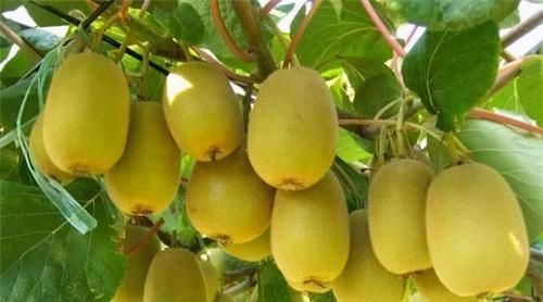 猕猴桃|对身体很好的3种养生菜,女性不妨常吃,养护血管,增强体质