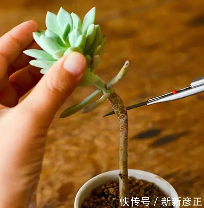 叶插繁殖|春暖后用多肉的叶片扦插繁殖,一两周长出小芽,成功率特别高