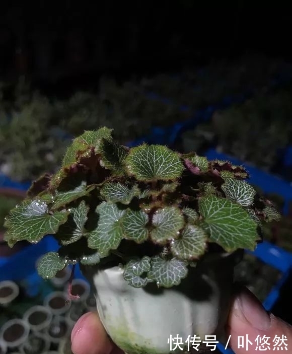 天生“体阴”的6种花,晒太阳易黄叶,阴一点反而长得绿油油!