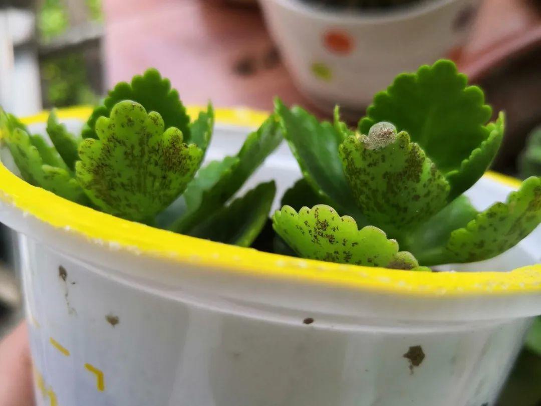 浇水|10种花要控水,天热反而不能浇,一浇水就死