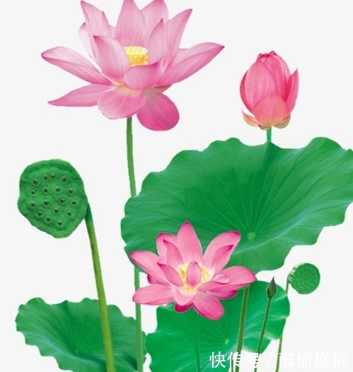 云开见月明|11月22日开始,4属相桃花朵朵开,招财添贵喜事多,收获满满