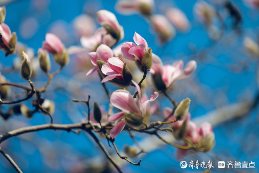 齐鲁晚报|2月28日最佳情报｜春的味道！玉兰花开莹洁清丽，壹粉抓拍获奖