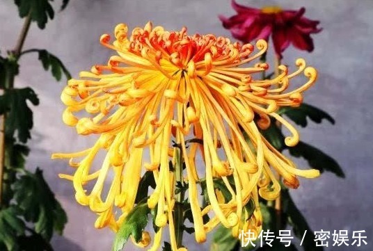 大圆盘|喜欢菊花,不如养盆“菊中珍品”唐宇祥龙,似龙游九州,金光闪闪