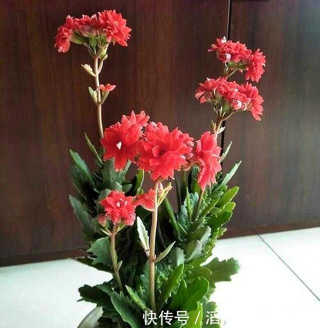 三盆长寿花同样浇水，同样施肥和光照，两盆开花一盆不开为什么