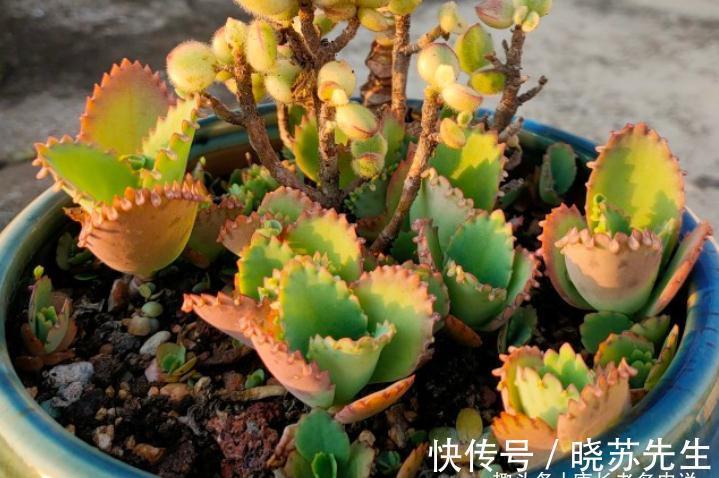 玉吊钟|有些多肉几年没人管都不会死?据我所知有5-6个品种的确如此强横