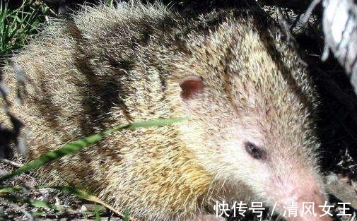 猛犸洞|10个冷知识,那些很少有人知道的世界之最