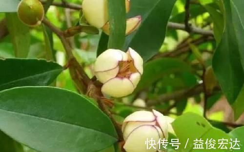 吉祥人人爱|养花就养3种花,家里养一盆,寓意吉祥人人爱,家里养真适合