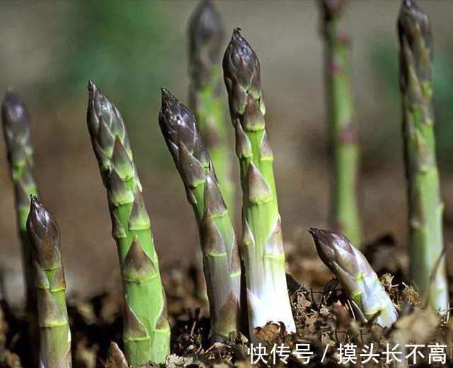 油质|油质脆芦笋——解锁芦笋最鲜美的吃法