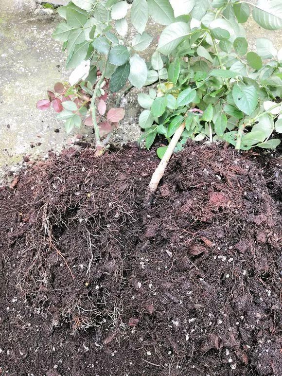 试试看|花盆里插1根筷子,解决了养花人的大难题,快试试看!