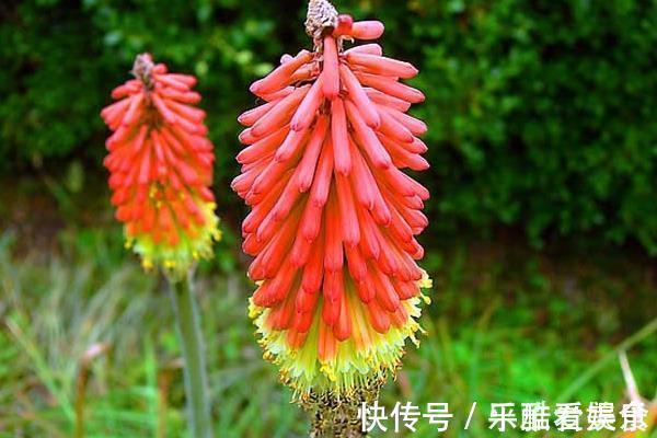 此花给人一种积极向上的寓意,气势磅礴,是一切美好的象征