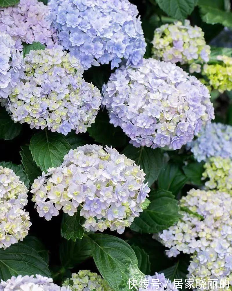 长寿花|学会一招,你家花什么时候开,由你说了算