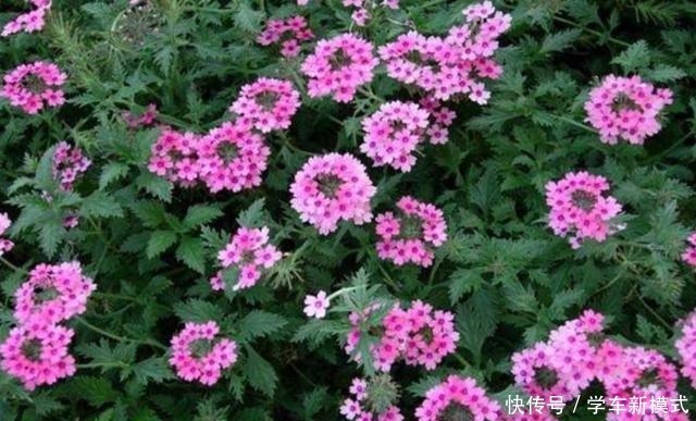 院子里养1种花,开出的花朵小巧秀美,比太阳花还漂亮!