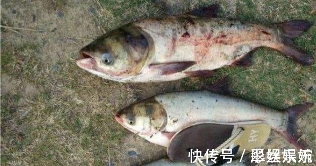 两三目|不是跟你吹,这鲢鳙钓法用了二十年,至今依然奏效,不信就试一试