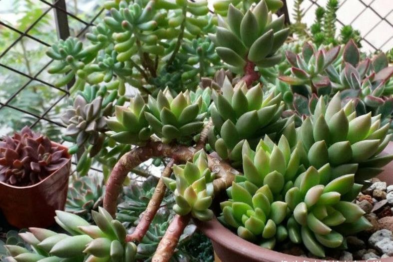 养多肉只知黄丽不知青丽?那你落伍了,它们是长得十分雷同的多肉