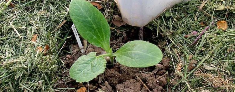 垃圾|碎草渣用来养花的三大好处，别把它当垃圾扔掉了