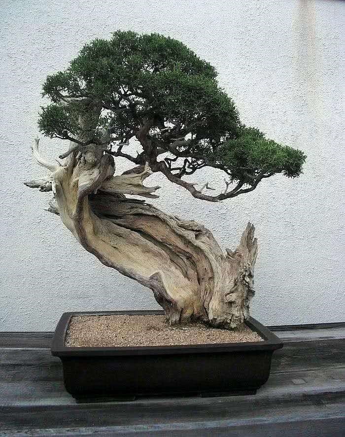 家里不要乱养花,里面有讲究!懂得人爱养此8种花,飘香还养人