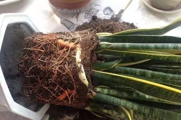 虎皮兰春天砍几下,分出几个娃,个个肥壮,一年窜到1米8