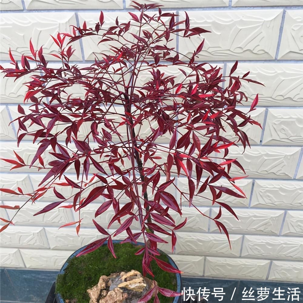 价值|苏派盆景极具名气,这6种盆景做法精妙、极具自然之感,价值高