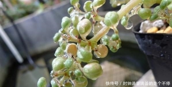 露镜|新手多肉党的福音:露镜,买回家这么养,叶子如水晶般剔透