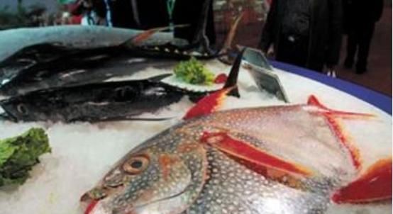 在日本这鱼被做成美食，在欧洲，捕捞到这种鱼却要放生，象征好运