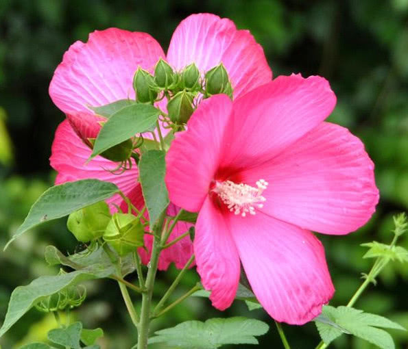 养花就选3种花,不怕热、不怕冷,开花漂亮花期长,轻松养爆盆!