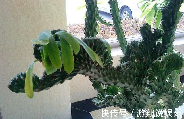镇宅|身高八尺的“麒麟掌”，养护3个要点，长的威风凛凛，保家镇宅