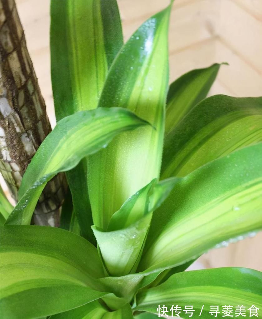 栽种|适合放在客厅的6种大型盆栽,好看健康,大大的叶子充满生机