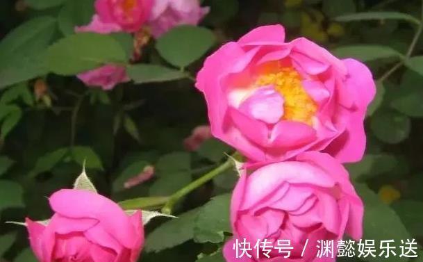 喜欢菊花，不如养盆“玫瑰珍品”芒果浪漫，似桃吐丹霞，亲切妖娆