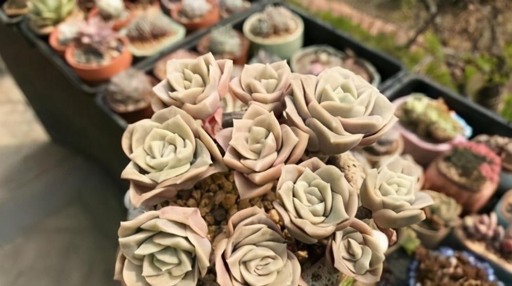 被拉下神坛的可爱多肉,曾经贵到退步,现在价格便宜少有人养