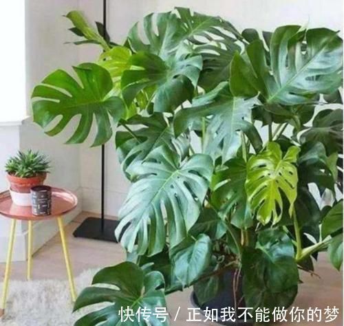 二手烟|家养3种花,带走甲醛、二手烟,净化空气,不易生病好养护