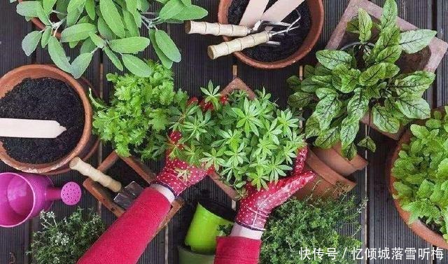 春天,满地都是养花的宝贝,快来捡呀,养花一级棒,还不花钱