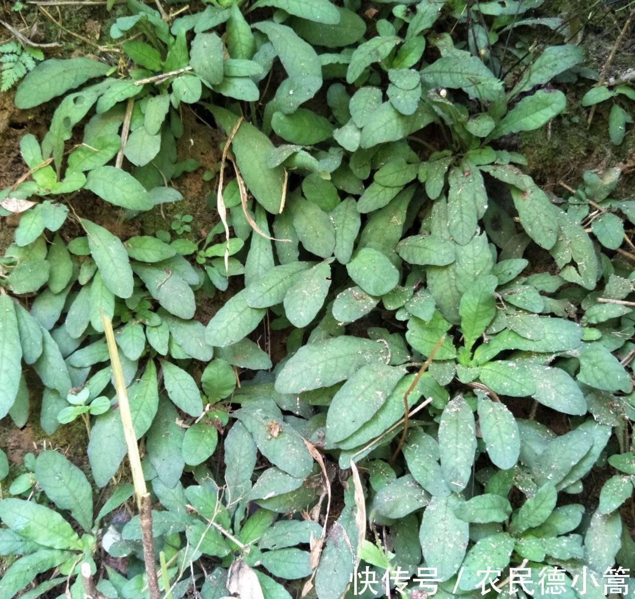 野草|农村随处可见的野草,它的头很珍贵,却被农民“忽视”多年