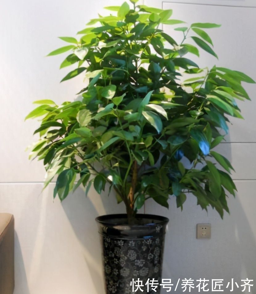 夏季|夏季能晒死的6种花，现在要做的是“遮阴、通风”，才能保证长势