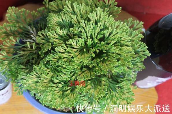 花店|婆婆路边挖点野草当盆栽,从来不用换盆,比花店卖的花卉还要美