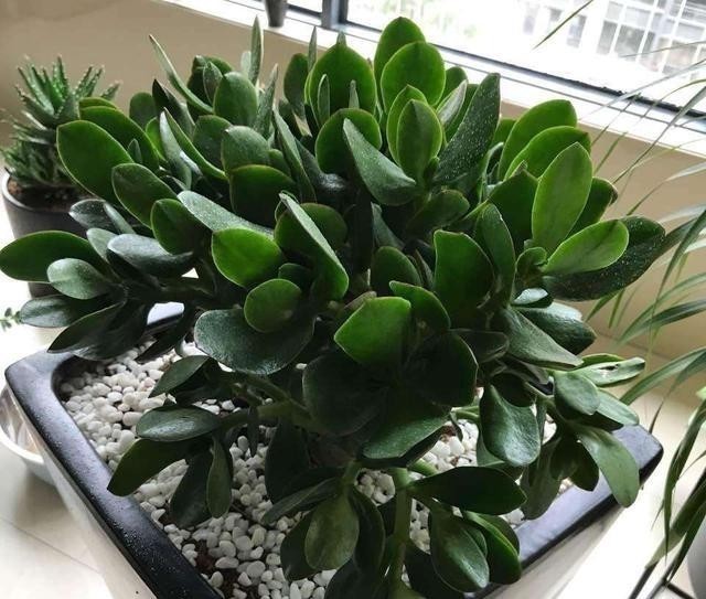 只要一片叶子就能插活的花,有3种,繁殖了一盆又一盆