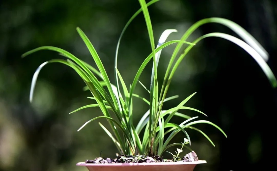 技巧|夏天养兰花，传染病是如何传播的？掌握几个技巧，避免兰花患病害