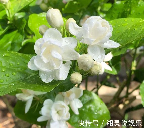 5种超爱开花的花卉，随便养一盆，一开就是大半年，超美超惊艳