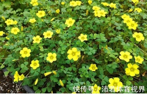 杂草|院子里长出5种草,尽量别破坏了,能赏又能当菜,有人花钱买来种