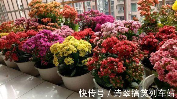 花花|阳台党的烦恼,没有院子,只能挖空心思养花