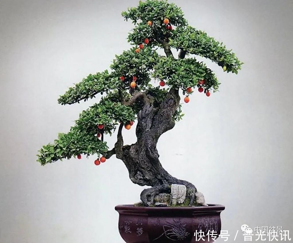 这两种盆景能当传家宝,被爱好者当“心头肉”