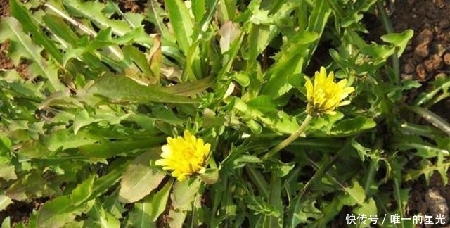 2种草药不少见,能够帮助养肝、排肝毒,平时喝水放点