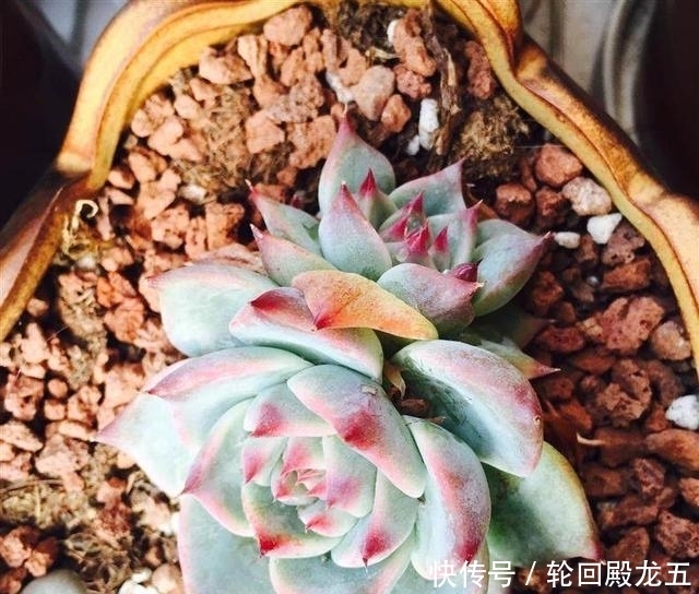 7字秘诀来养多肉，入坑9年多肉植物没徒也没腐
